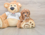 7 week old Poodle Puppy For Sale - Puppy Love PR