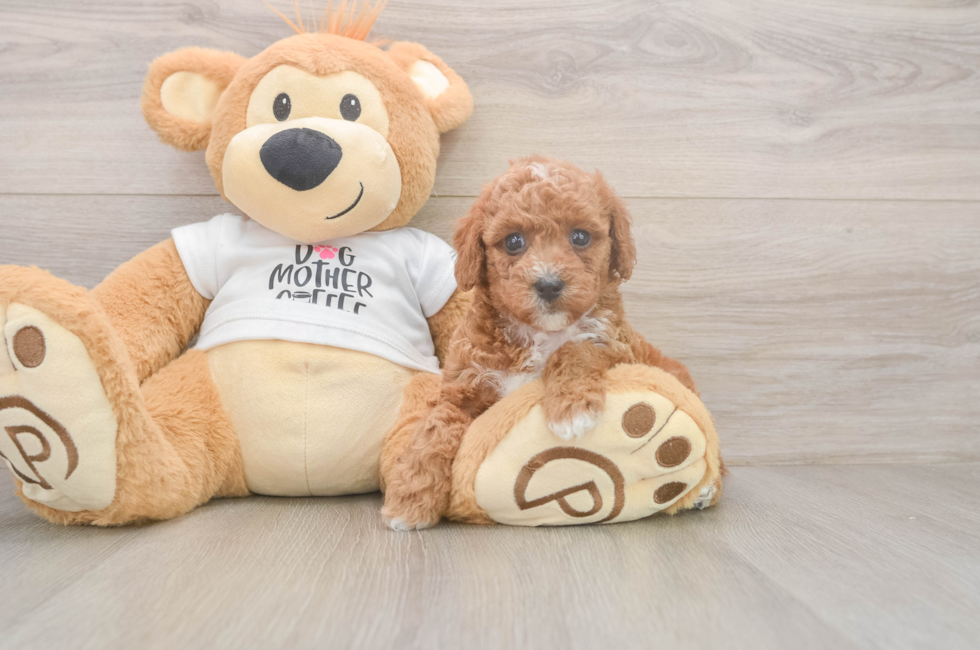 5 week old Poodle Puppy For Sale - Puppy Love PR