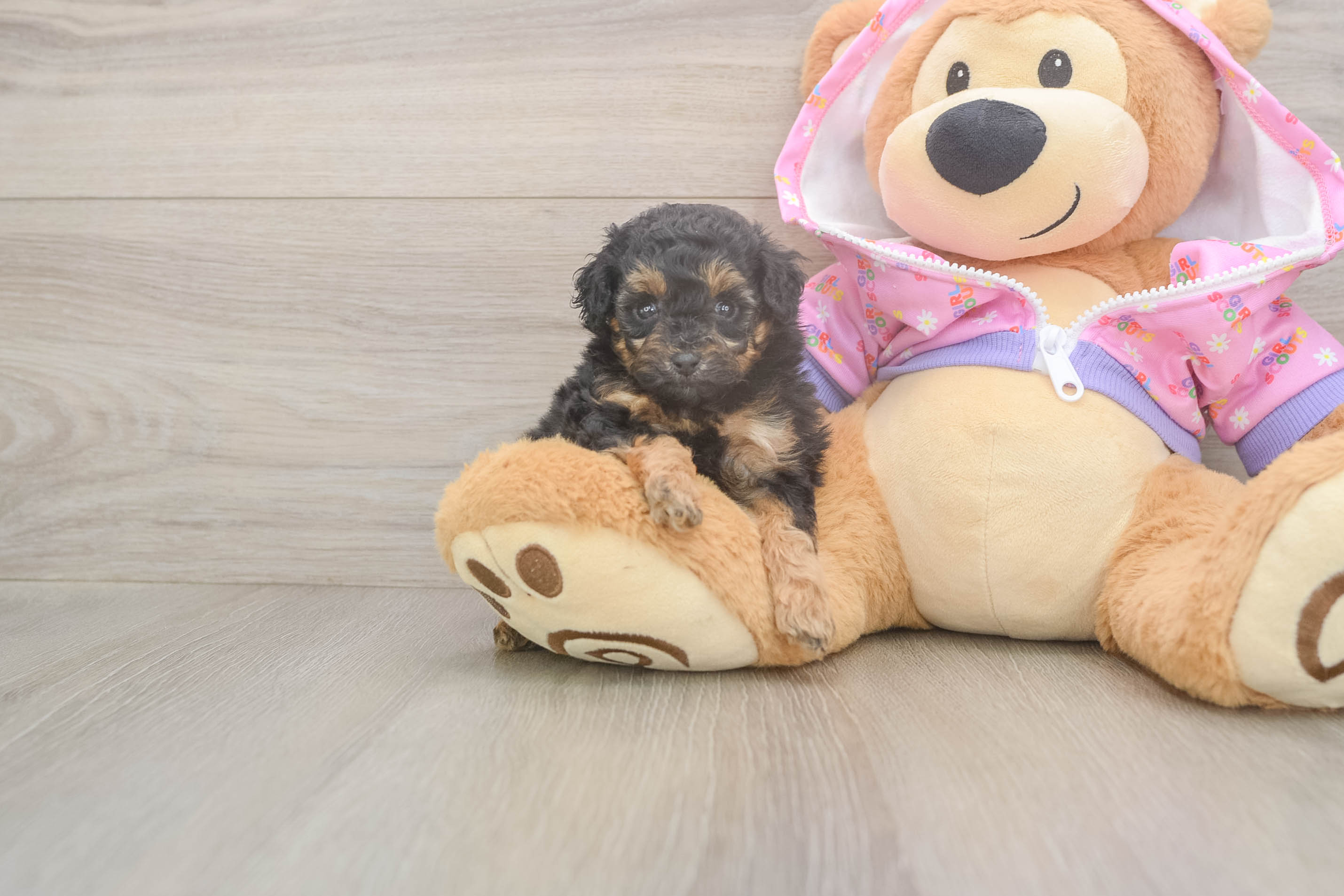 Petite Pudle Purebred Puppy