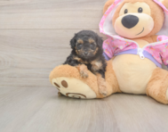 8 week old Poodle Puppy For Sale - Puppy Love PR