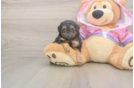Petite Pudle Purebred Puppy