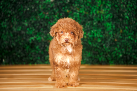 Cute Poodle Purebred Pup
