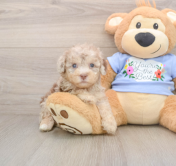 8 week old Poodle Puppy For Sale - Puppy Love PR
