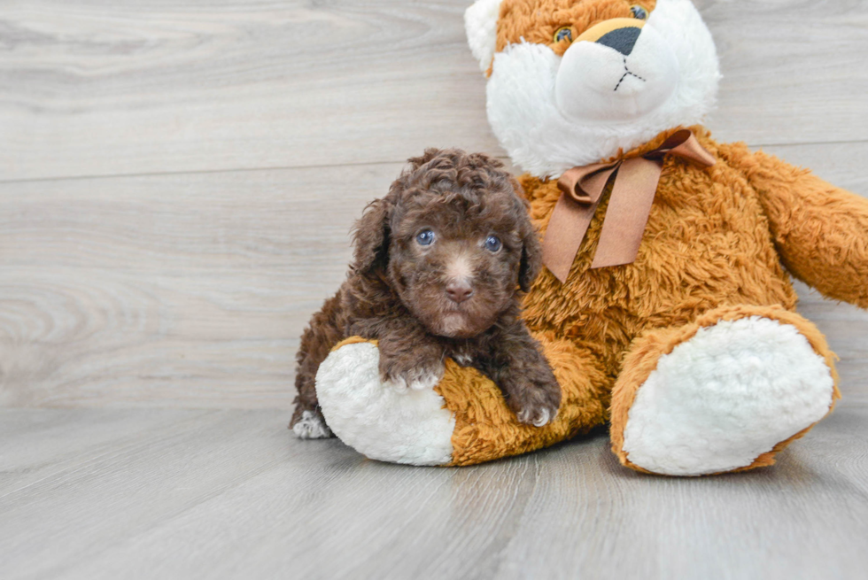 Little Poodle Baby