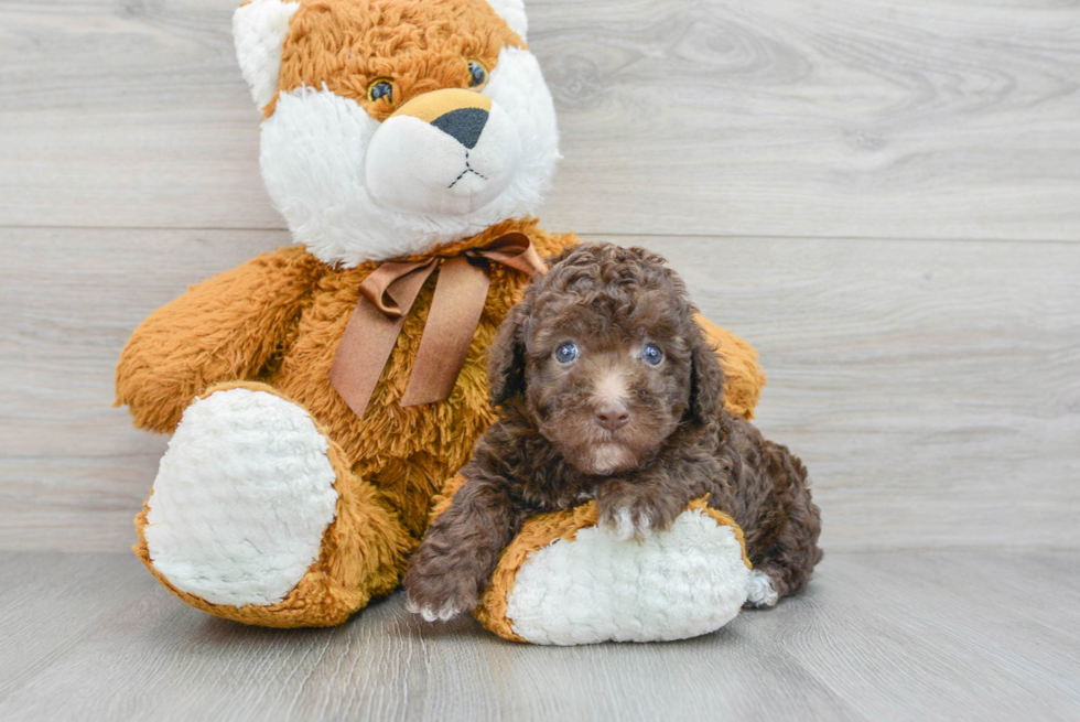 Best Poodle Baby