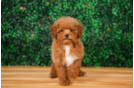 Cute Pudle Purebred Puppy