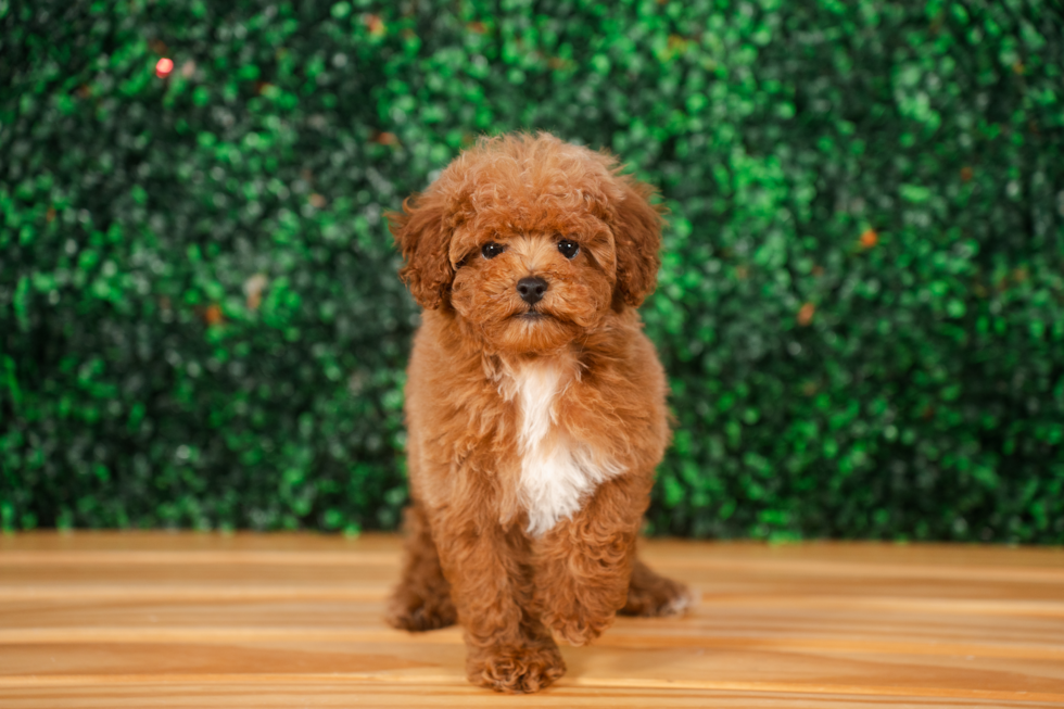 Cute Pudle Purebred Puppy