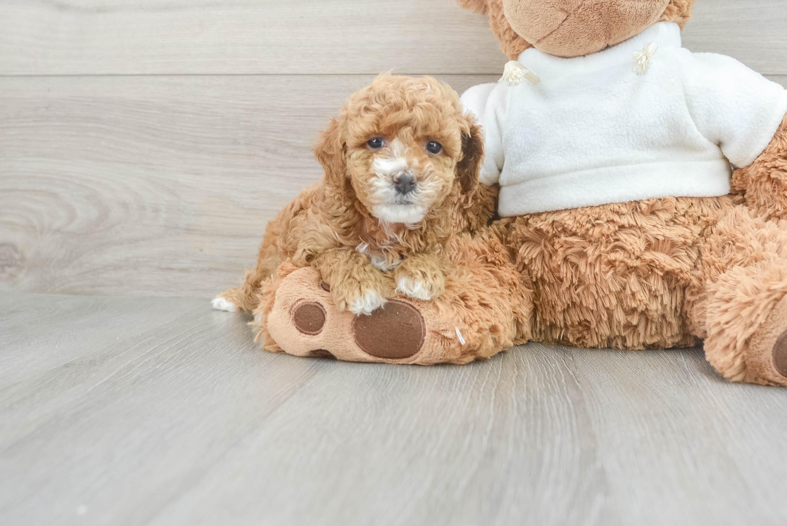 Poodle Pup Being Cute