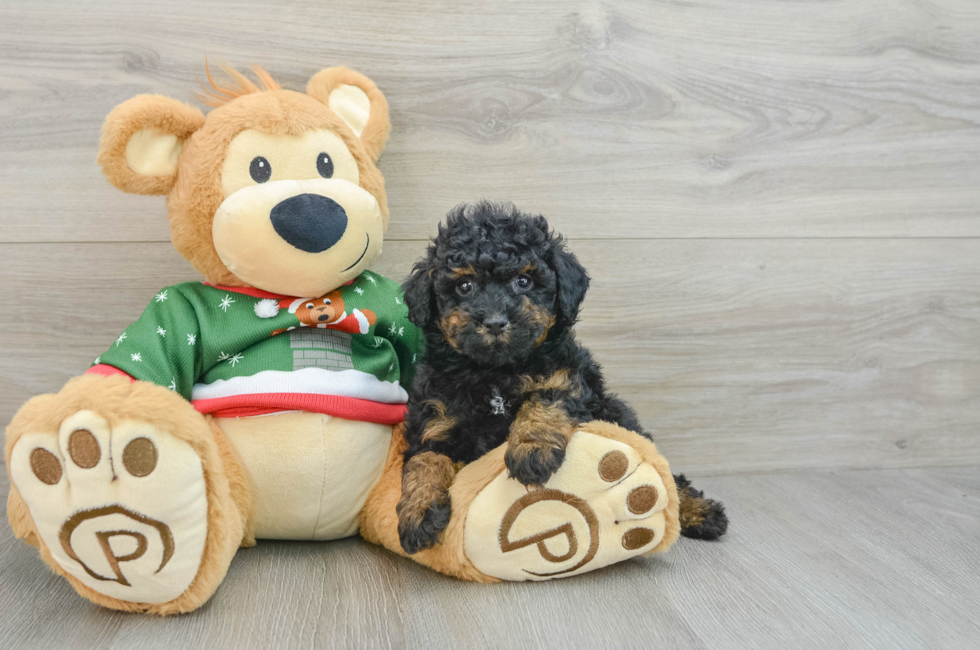 7 week old Poodle Puppy For Sale - Puppy Love PR