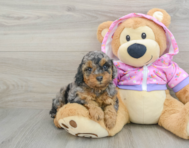 6 week old Poodle Puppy For Sale - Puppy Love PR