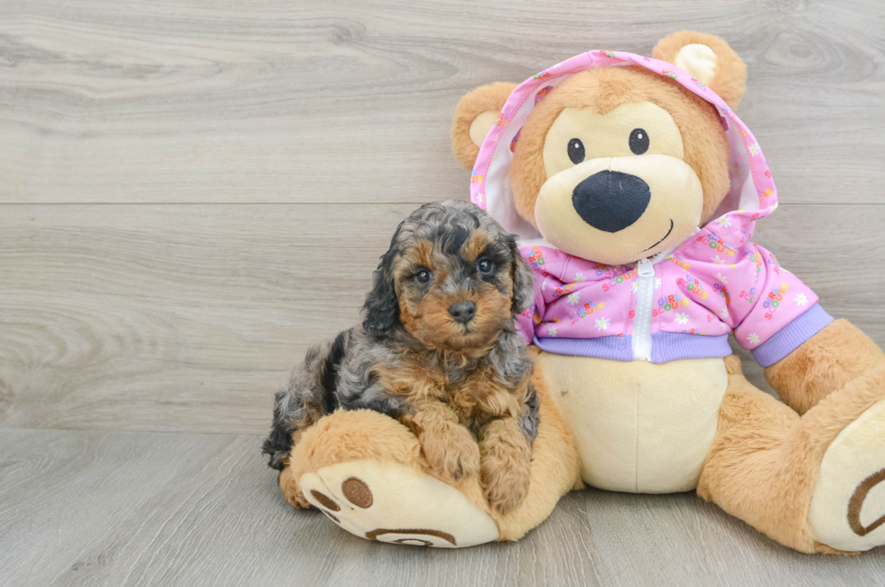 6 week old Poodle Puppy For Sale - Puppy Love PR