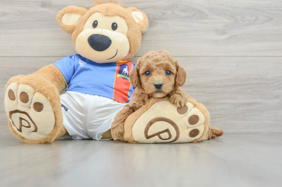 5 week old Poodle Puppy For Sale - Puppy Love PR