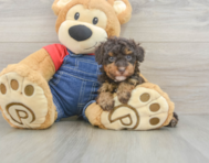 9 week old Poodle Puppy For Sale - Puppy Love PR