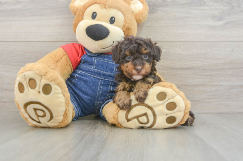 5 week old Poodle Puppy For Sale - Puppy Love PR