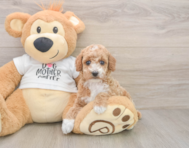 7 week old Poodle Puppy For Sale - Puppy Love PR