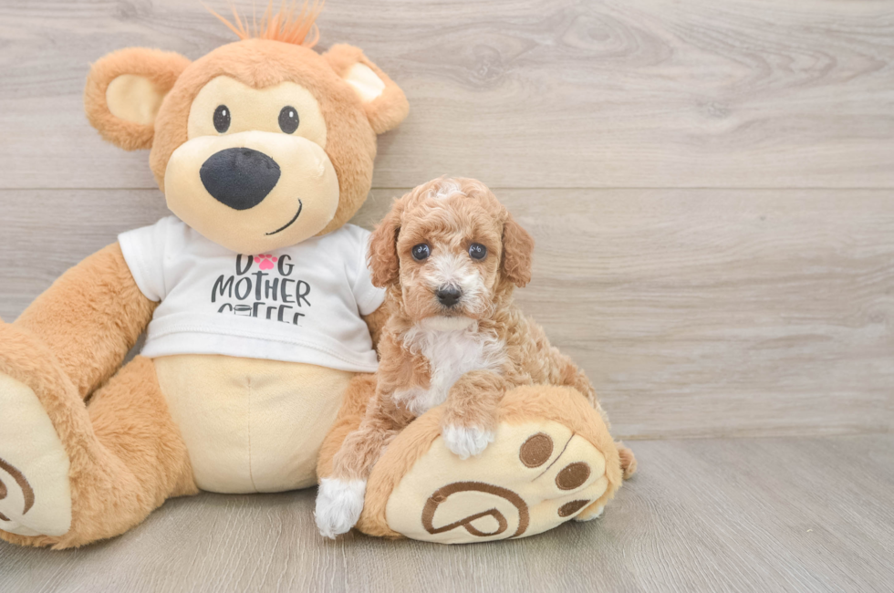 5 week old Poodle Puppy For Sale - Puppy Love PR