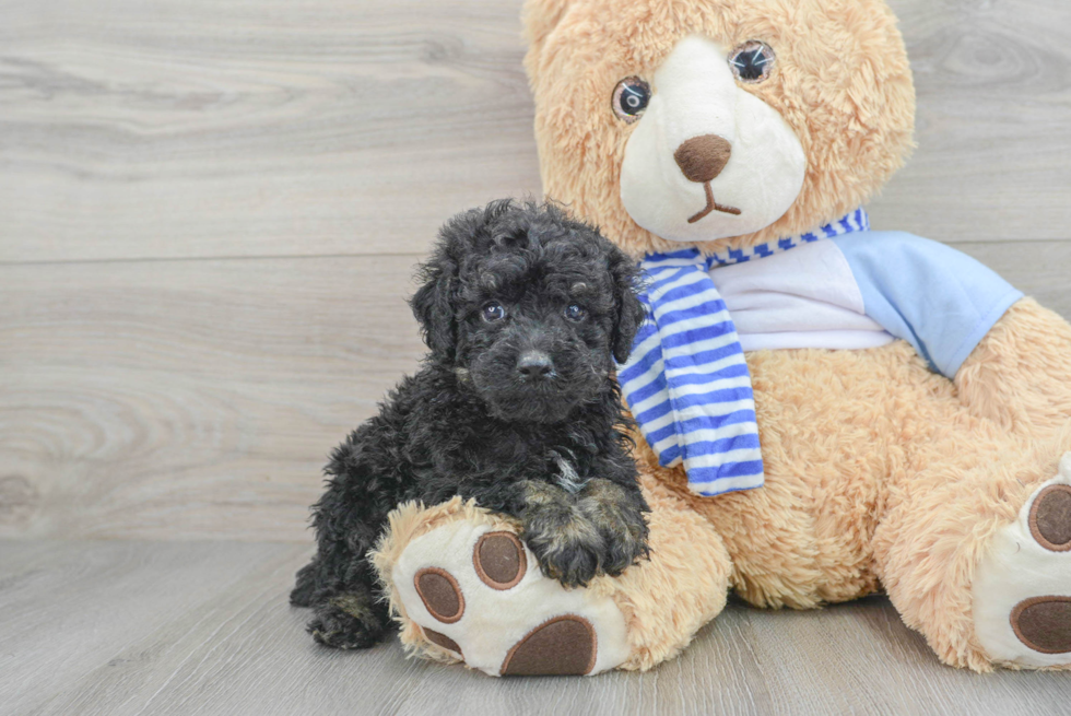 Best Poodle Baby