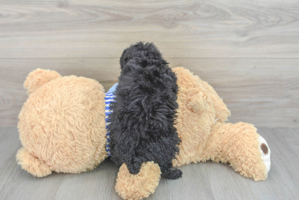 Poodle Pup Being Cute