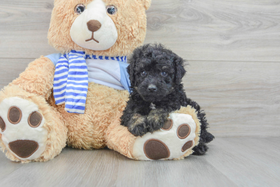 Cute Pudle Purebred Puppy