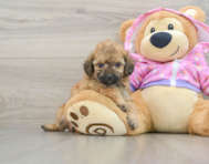 6 week old Poodle Puppy For Sale - Puppy Love PR