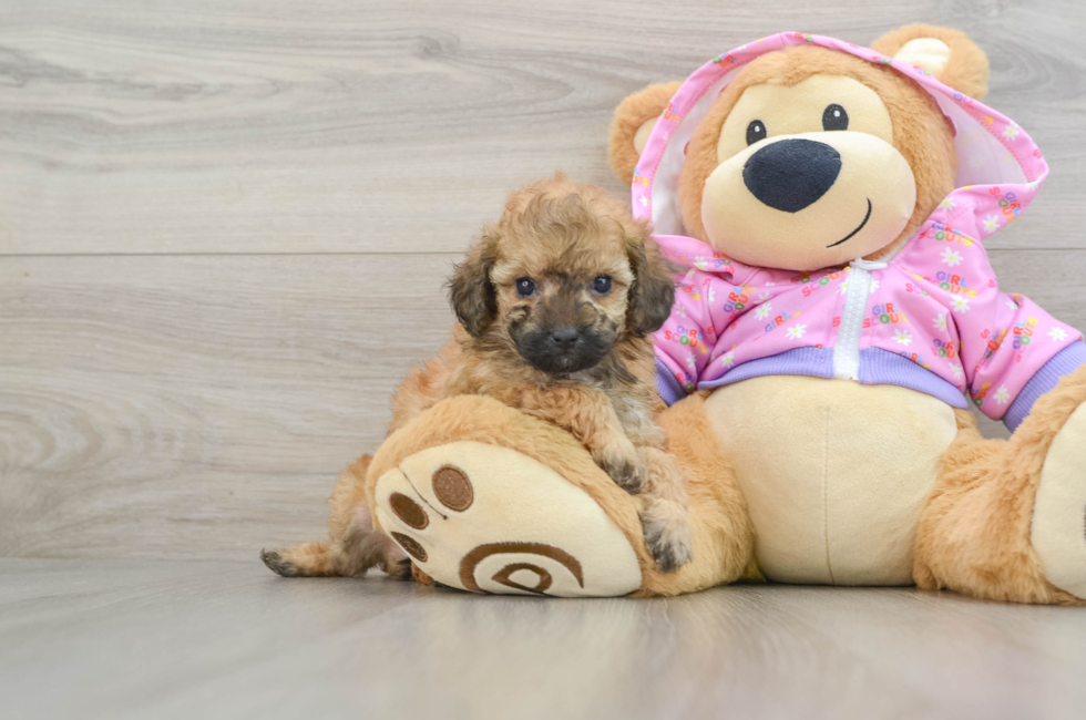 6 week old Poodle Puppy For Sale - Puppy Love PR