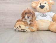 7 week old Poodle Puppy For Sale - Puppy Love PR