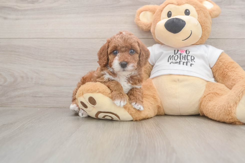 5 week old Poodle Puppy For Sale - Puppy Love PR