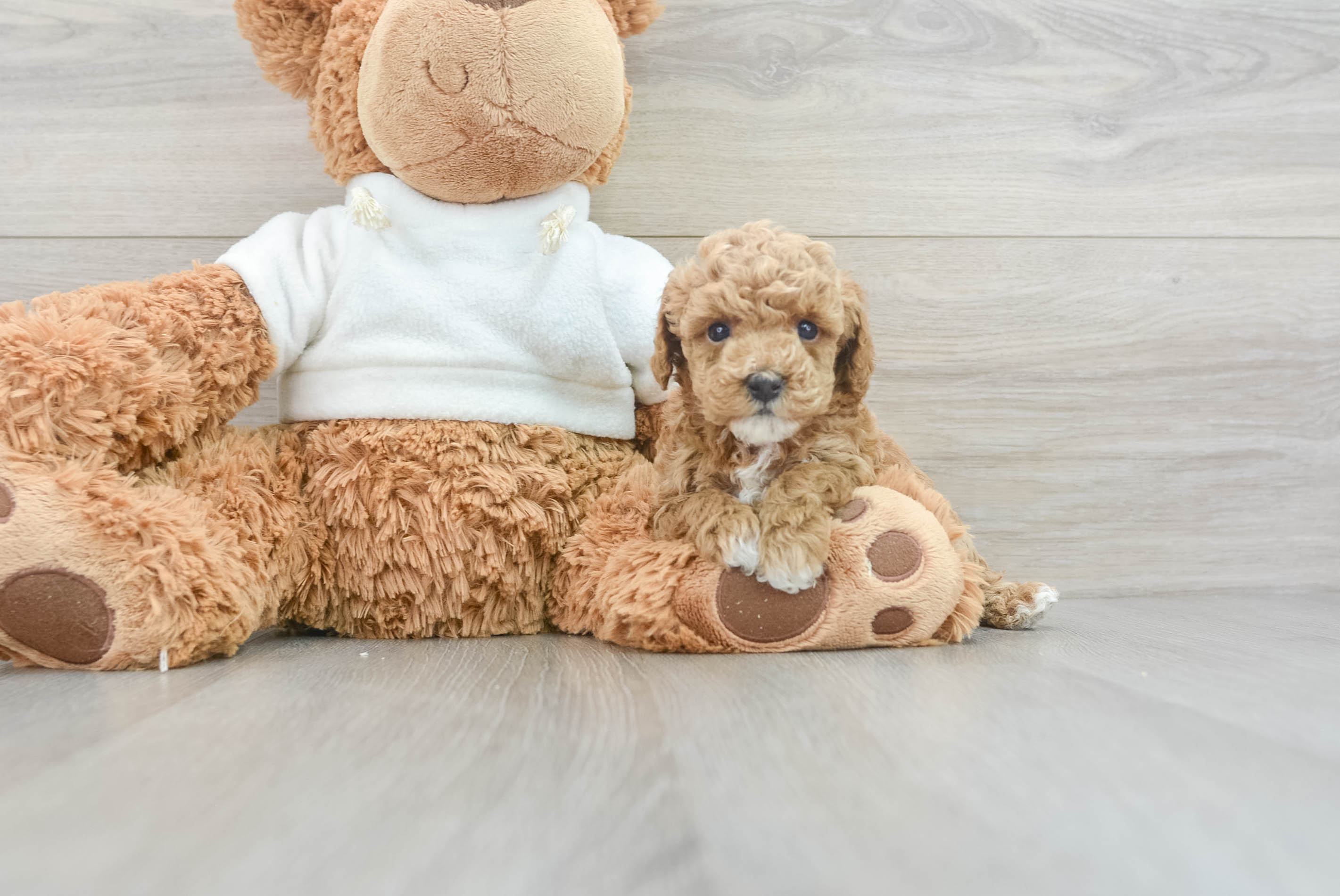 Best Poodle Baby
