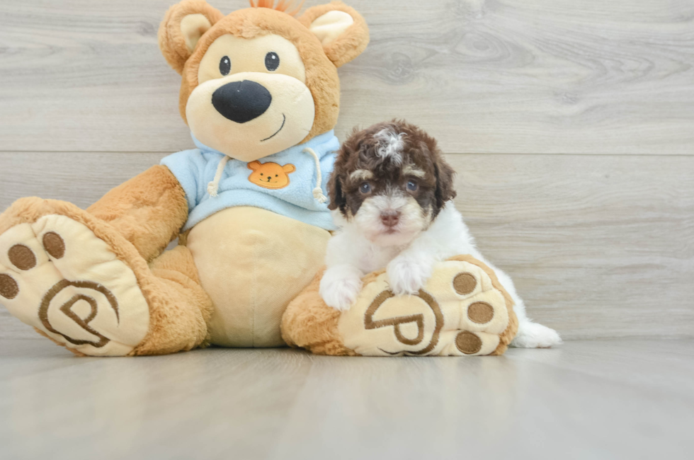 8 week old Poodle Puppy For Sale - Puppy Love PR