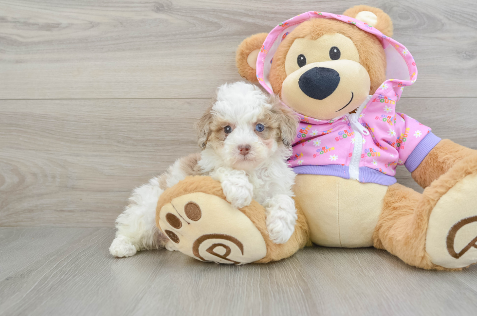 7 week old Poodle Puppy For Sale - Puppy Love PR