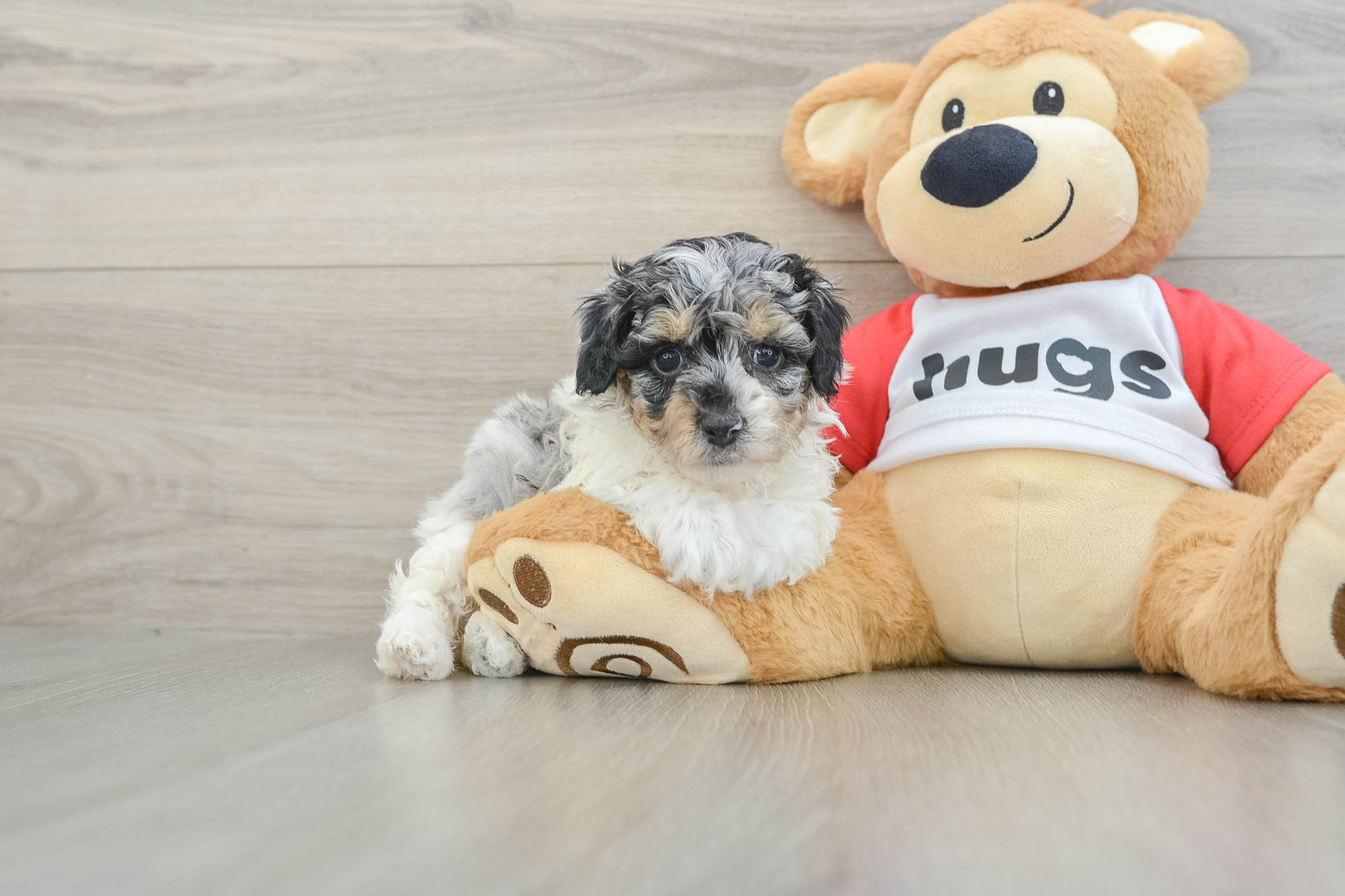 Fluffy Toy Poodle Purebred Puppy