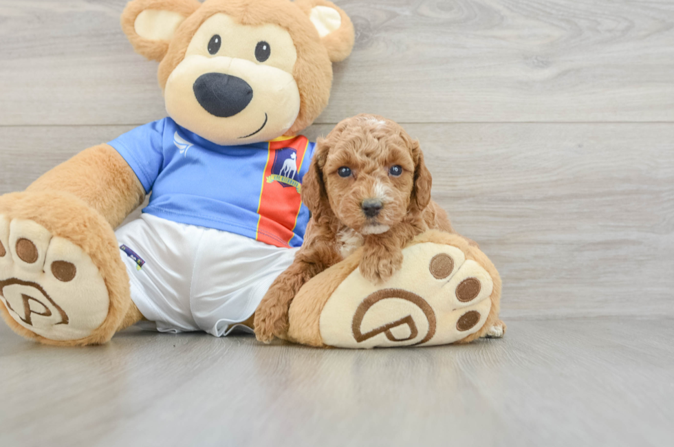 5 week old Poodle Puppy For Sale - Puppy Love PR