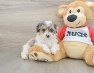 7 week old Poodle Puppy For Sale - Puppy Love PR