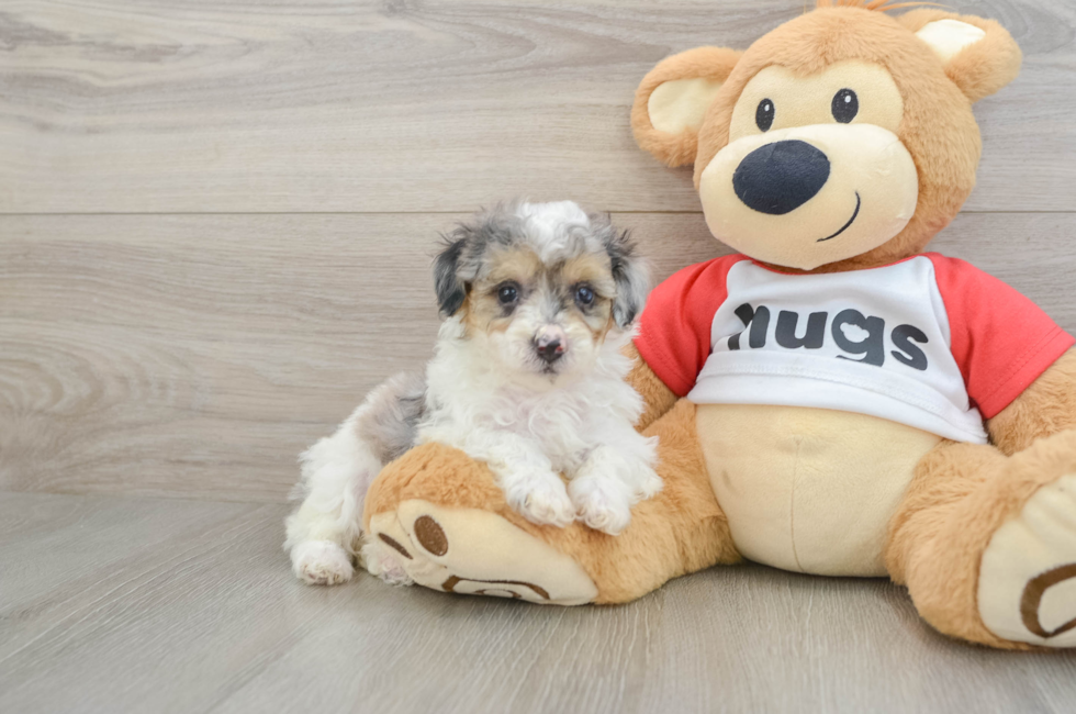 5 week old Poodle Puppy For Sale - Puppy Love PR