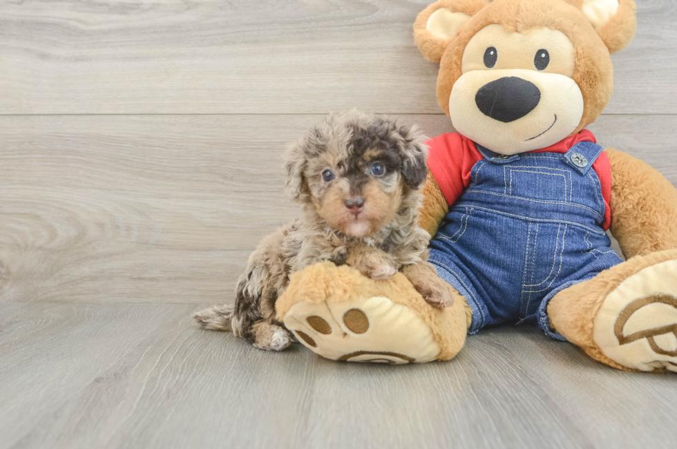 5 week old Poodle Puppy For Sale - Puppy Love PR