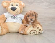 7 week old Poodle Puppy For Sale - Puppy Love PR