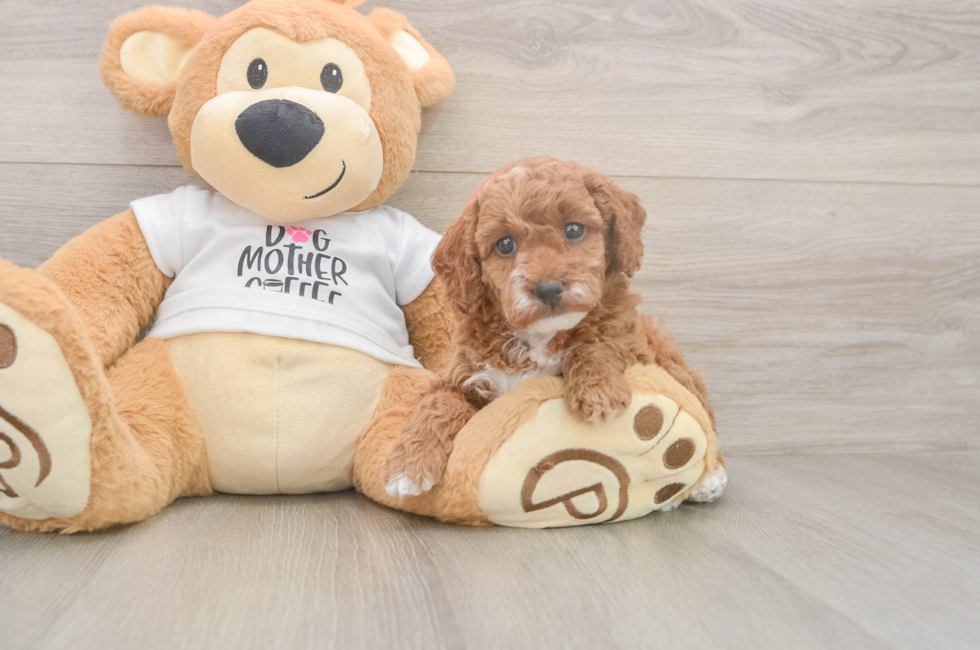 5 week old Poodle Puppy For Sale - Puppy Love PR