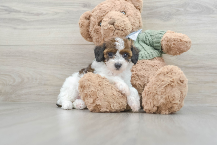 Small Poodle Baby