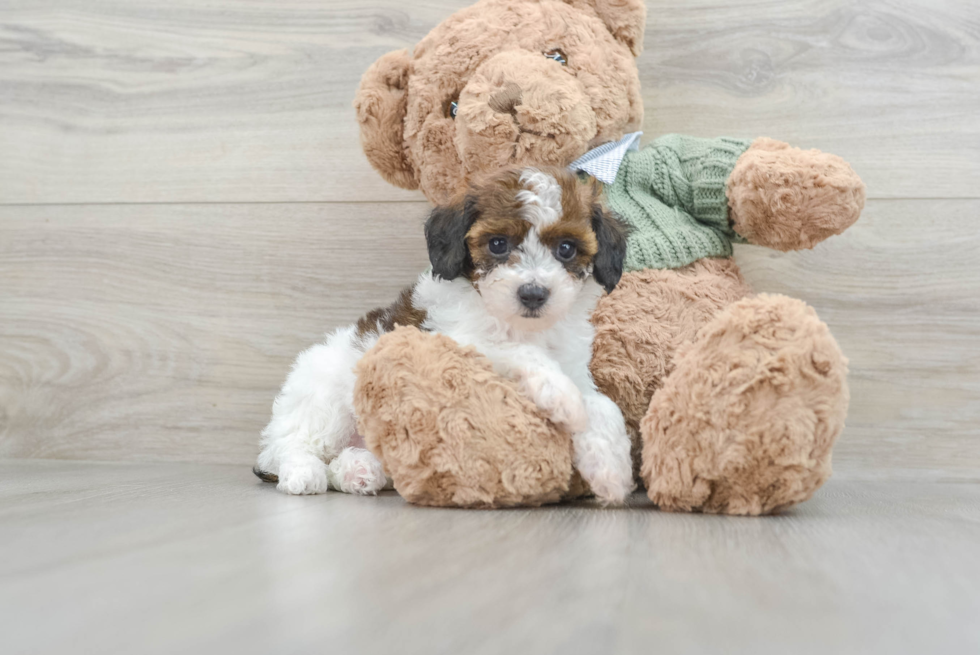 Small Poodle Baby