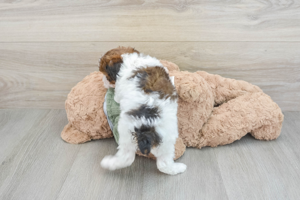 Poodle Puppy for Adoption