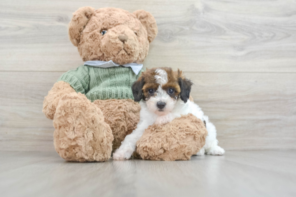 Best Poodle Baby