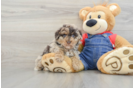 Poodle Puppy for Adoption