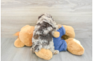 Best Poodle Baby