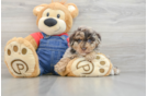 Hypoallergenic Poodle Purebred Pup