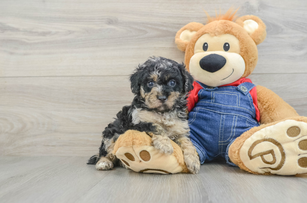5 week old Poodle Puppy For Sale - Puppy Love PR