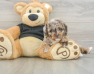 7 week old Poodle Puppy For Sale - Puppy Love PR