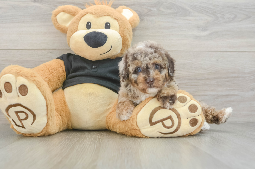 5 week old Poodle Puppy For Sale - Puppy Love PR