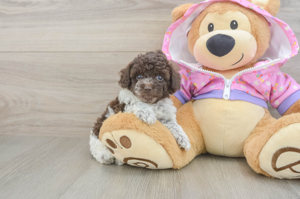 5 week old Poodle Puppy For Sale - Puppy Love PR