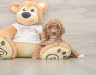 5 week old Poodle Puppy For Sale - Puppy Love PR