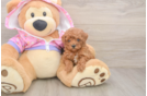 Poodle Puppy for Adoption
